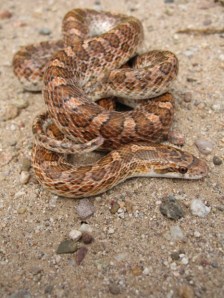 arizona elegans