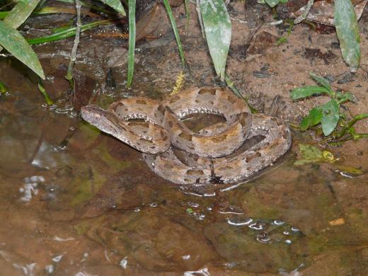 Bothrops in situ