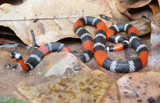 coralsnake Micrurus ibiboboca