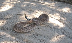 crotalus atrox