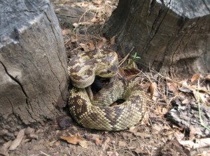 crotalus molossus 2