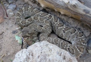 crotalus scutellatus