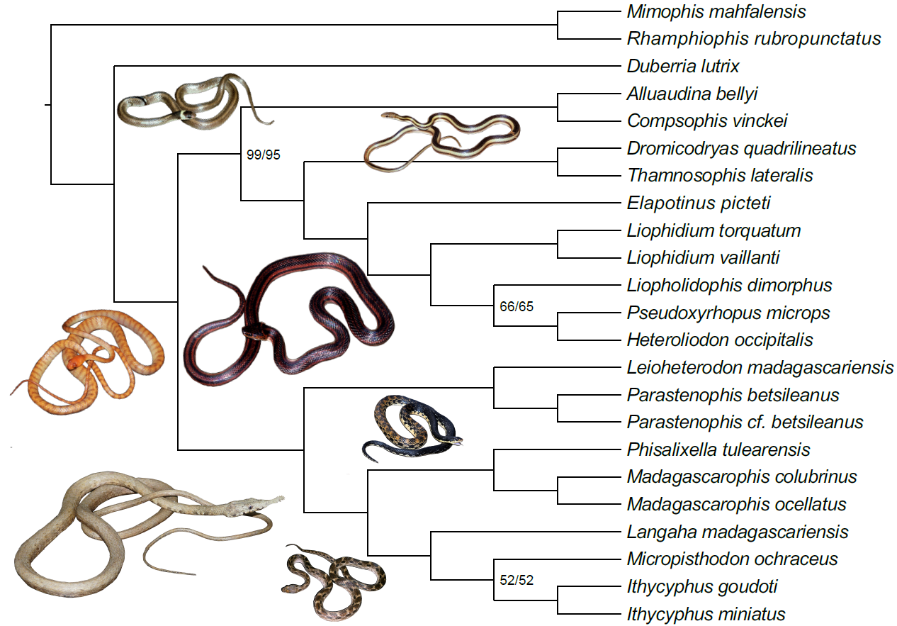 Fig1_Ruane_et_al_BMC