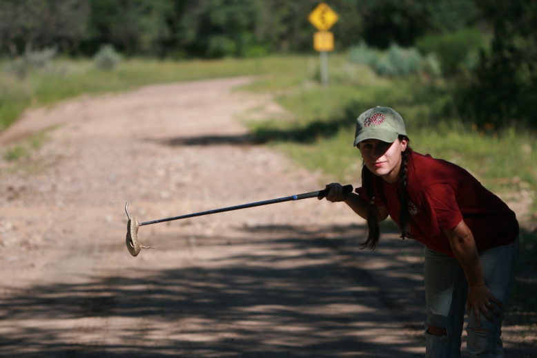 Sara Ruane Crotalus scutellatus