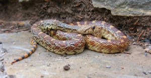 pituophis catenifer 2