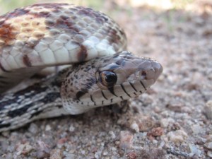 pituophis catenifer nm