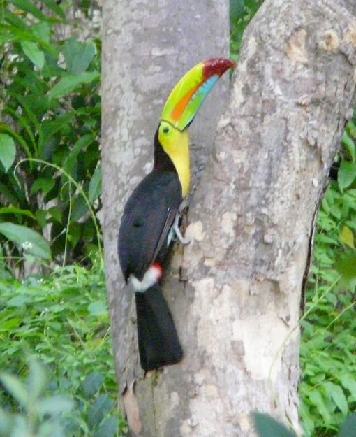 toucan1