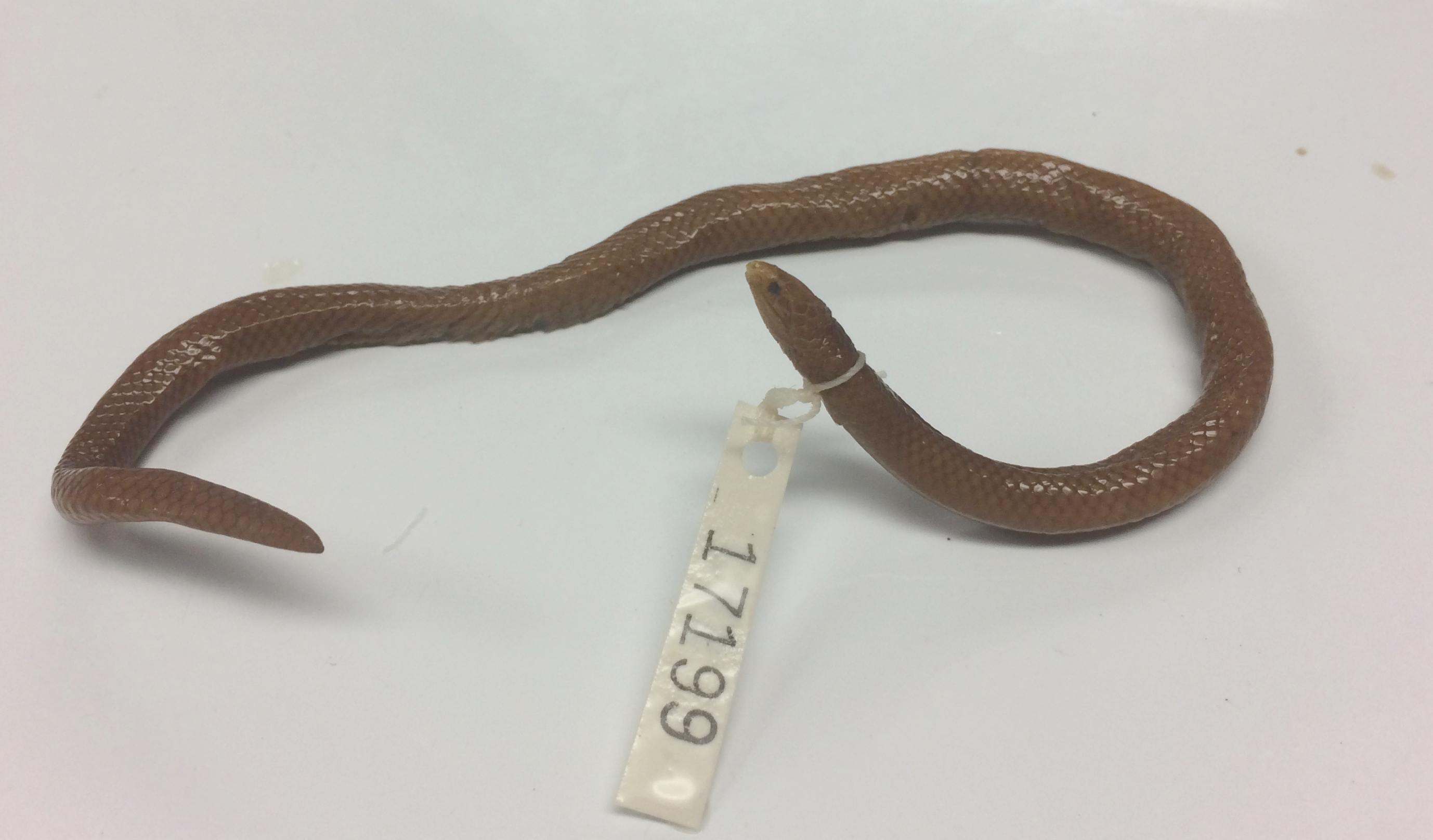 xylophis