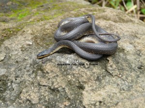 Alluaudina mocquardi 1