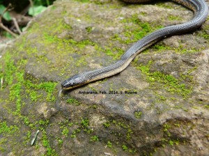 Alluaudina mocquardi 2